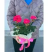 Герань горшечная