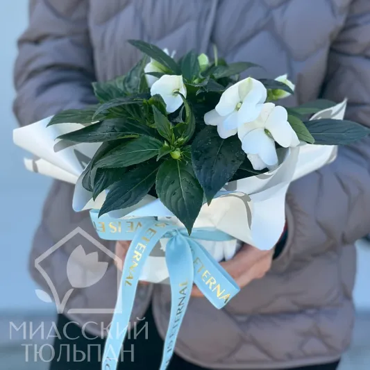 Бальзамин горшечный