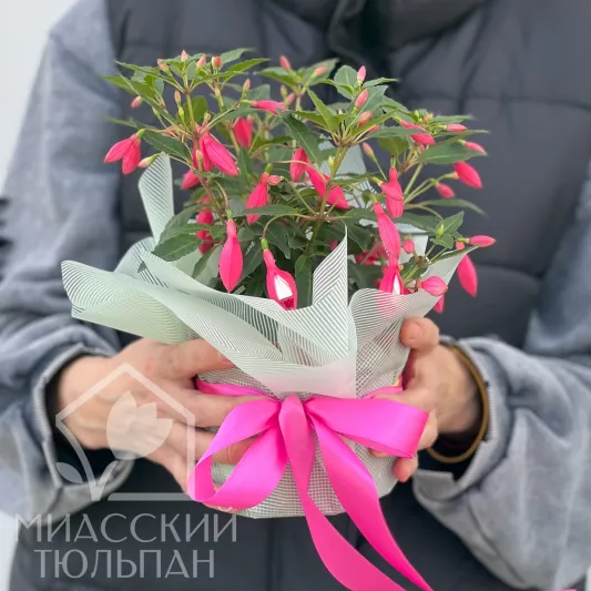 Фуксия горшечная