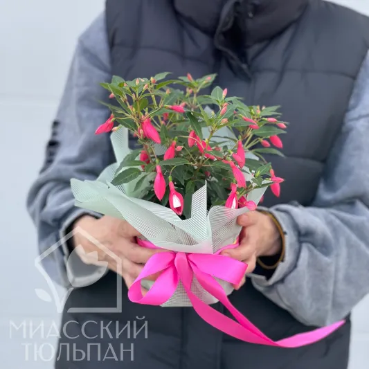 Фуксия горшечная