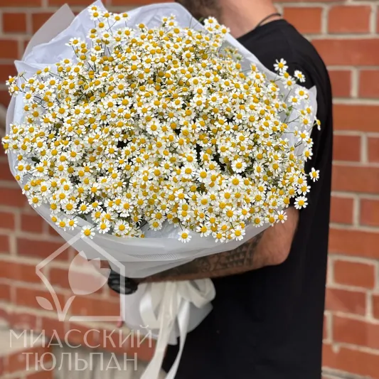 Монобукет из матрикарии