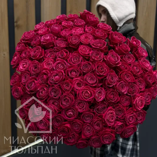 101 высокая малиновая роза
