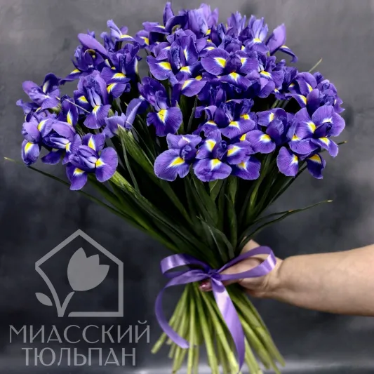 Букет ярких ирисов (55 шт)